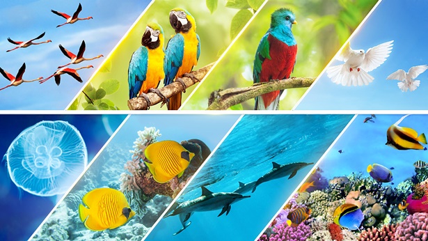 Sa Panglimang Araw, Itinanghal ng Iba-iba at Sari-saring Anyo ng Buhay ang Awtoridad ng Lumikha sa Magkakaibang Paraan