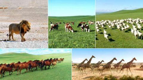 Gumuhit din ang Diyos ng mga hangganan para sa iba’t ibang ibon at hayop, isda, mga insekto, at lahat ng mga halaman